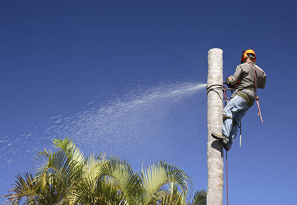 How Our Tree Care Process Works  in  Middlesex, NJ