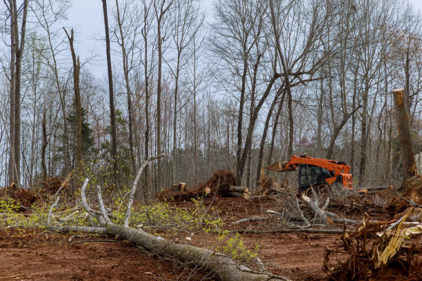 Leaf Removal in Middlesex, NJ