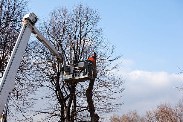 Reliable Middlesex, NJ Tree Services Solutions